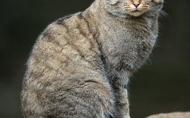 European Wildcat reference