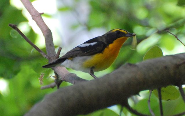 Narcissus Flycatcher reference