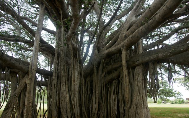 Indian Banyan reference