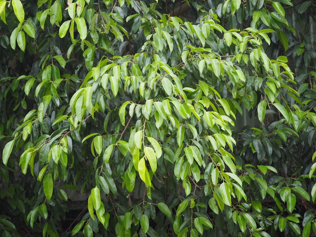 Weeping fig reference