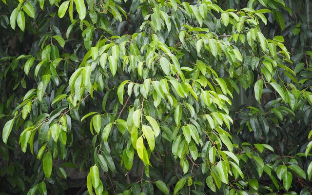 Weeping Fig reference
