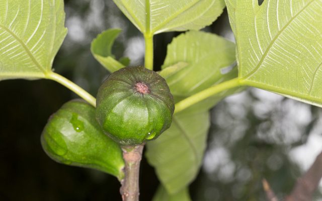 Common Fig reference