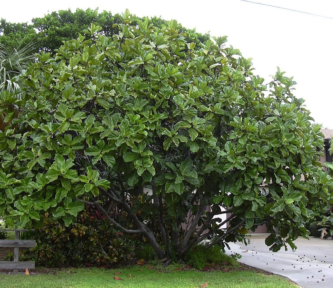 Fiddle-leaf Fig reference