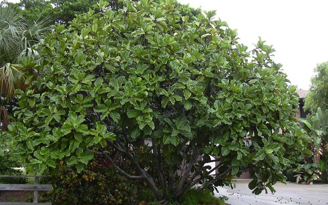 Fiddle-Leaf Fig reference
