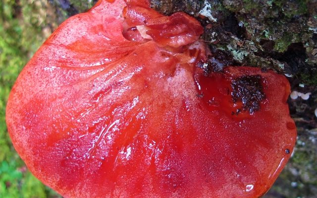Beefsteak Fungus reference