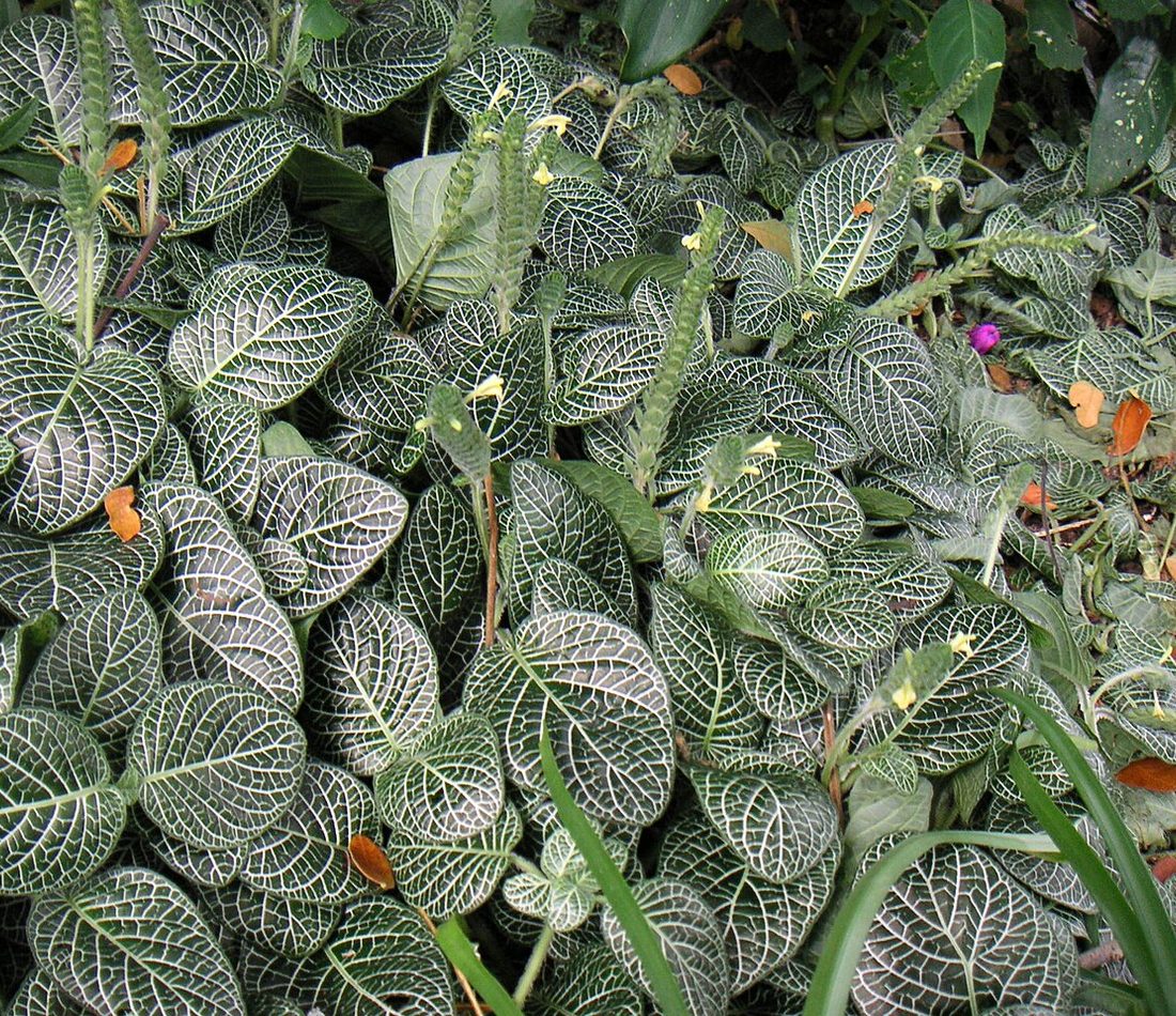 Nerve Plant reference