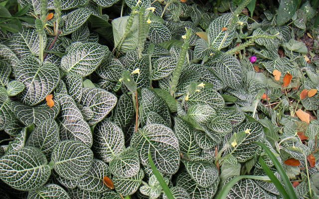 Nerve Plant reference