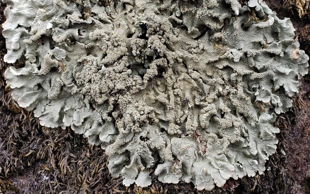 Common Greenshield Lichen reference