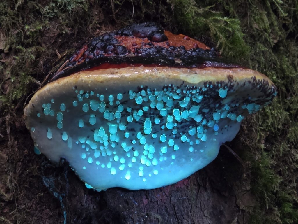 Red-banded Polypore reference