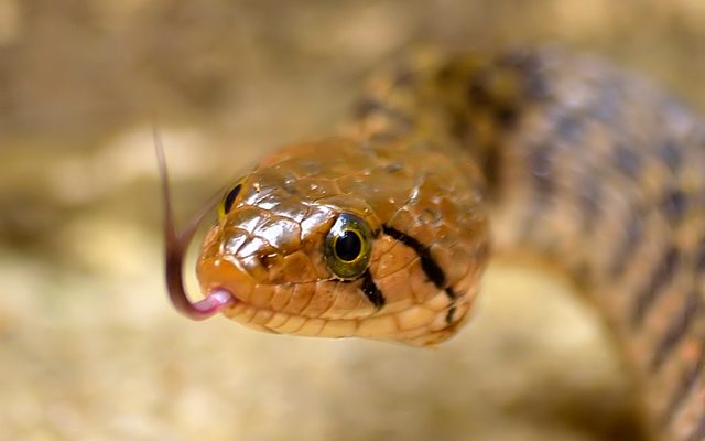 Checkered Keelback reference