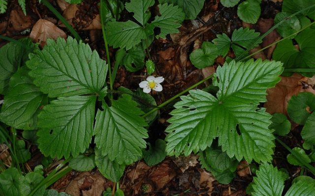 Woodland Strawberry reference
