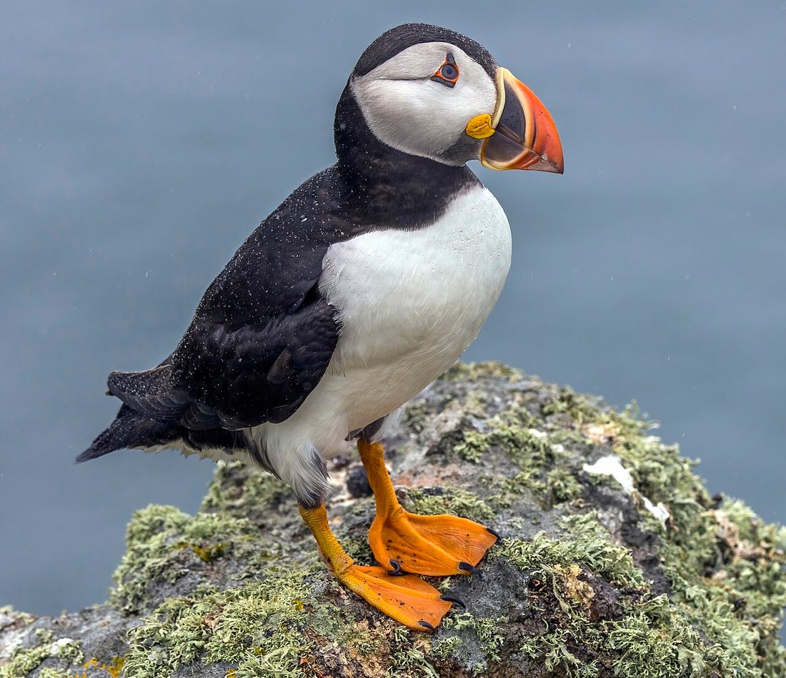 Atlantic Puffin reference