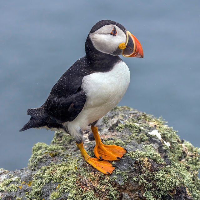 Atlantic Puffin reference