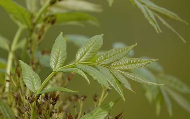 European Ash reference