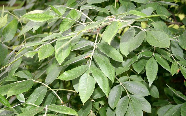Oregon Ash reference