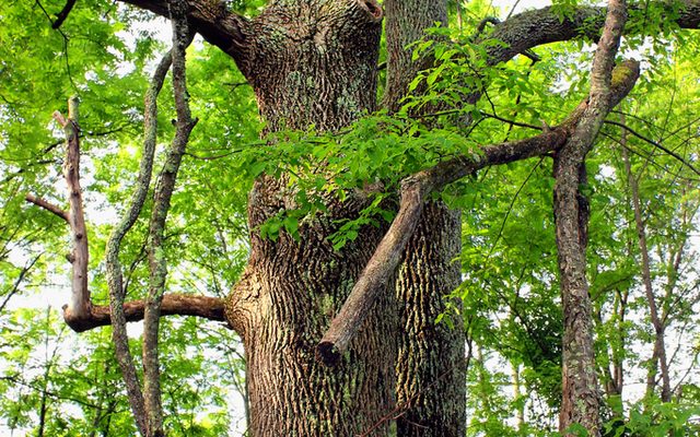 Green Ash reference