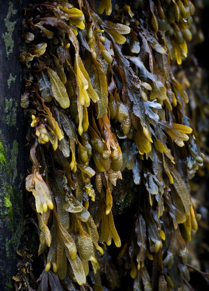 bladder wrack reference