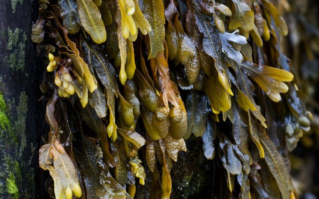 Bladder Wrack reference