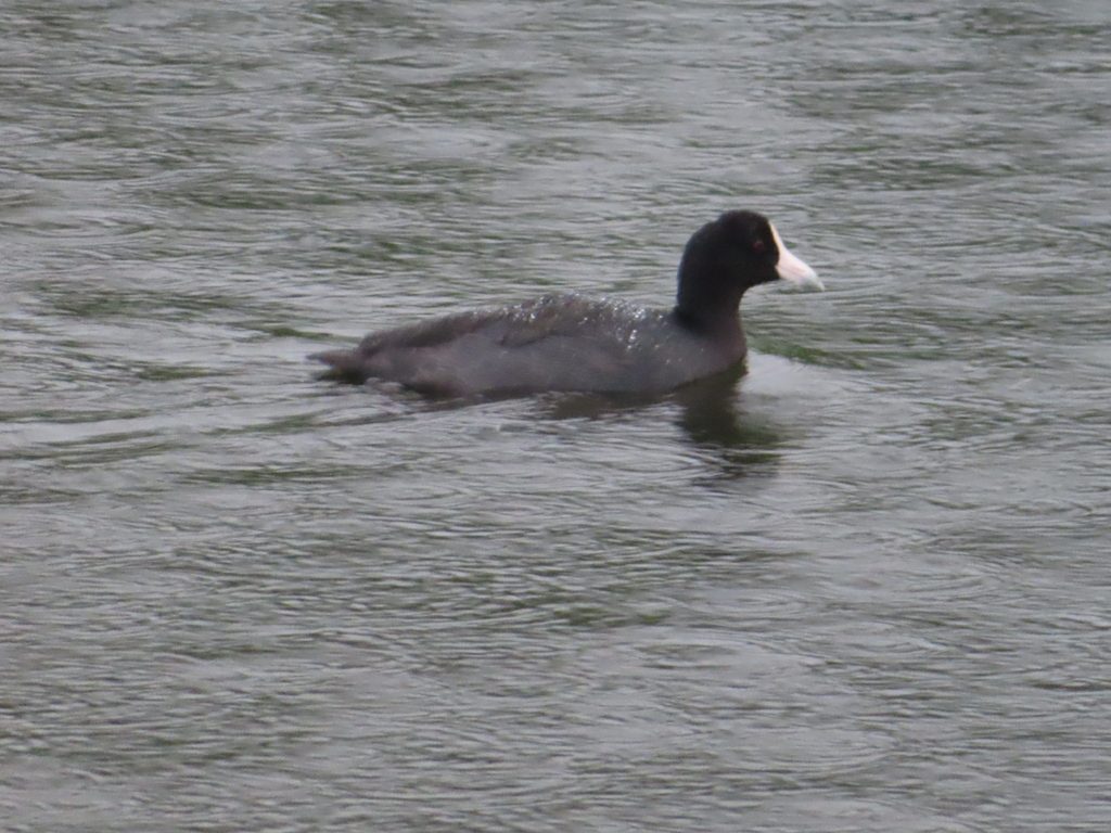 Hawaiian Coot reference