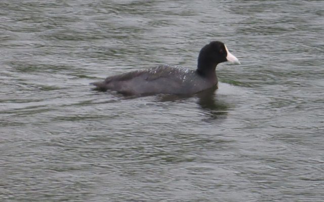 Hawaiian Coot reference