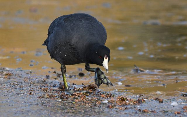 American Coot reference