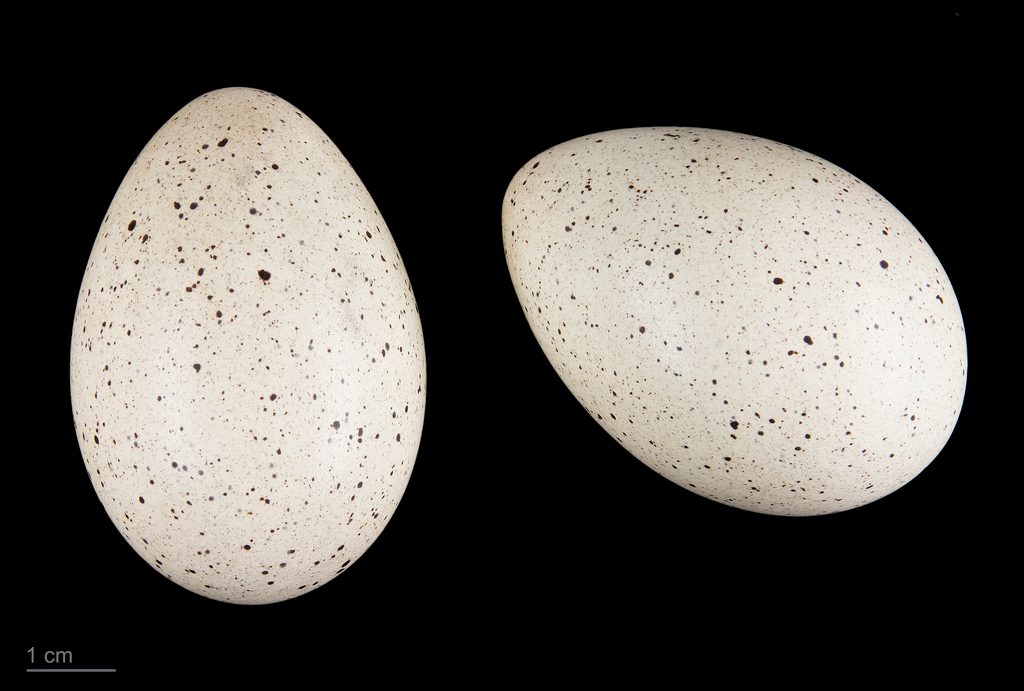 Eurasian Coot reference