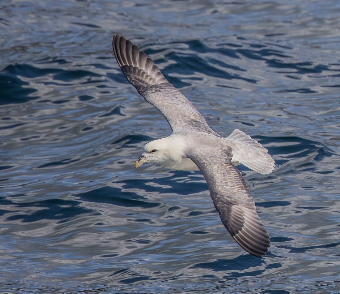 Northern Fulmar reference