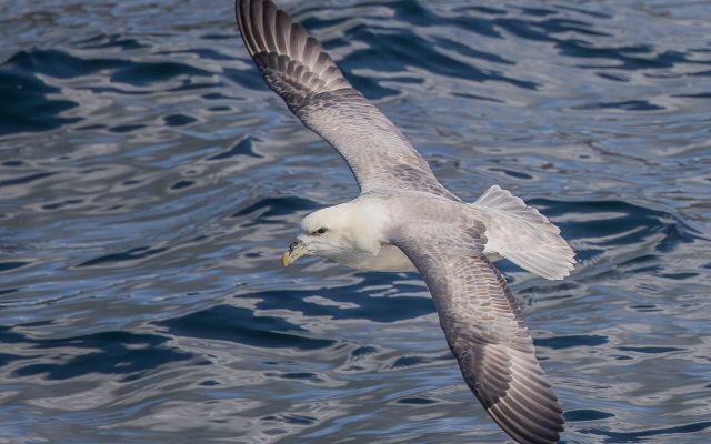 Northern Fulmar reference