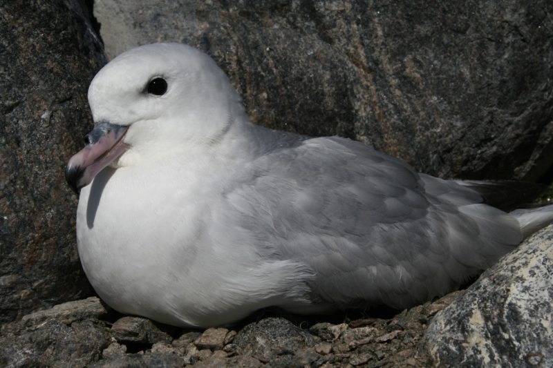 Southern Fulmar reference