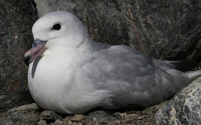 Southern Fulmar reference