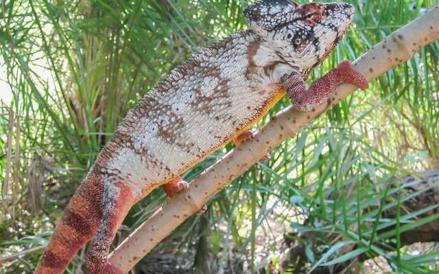 Oustalet's Chameleon reference
