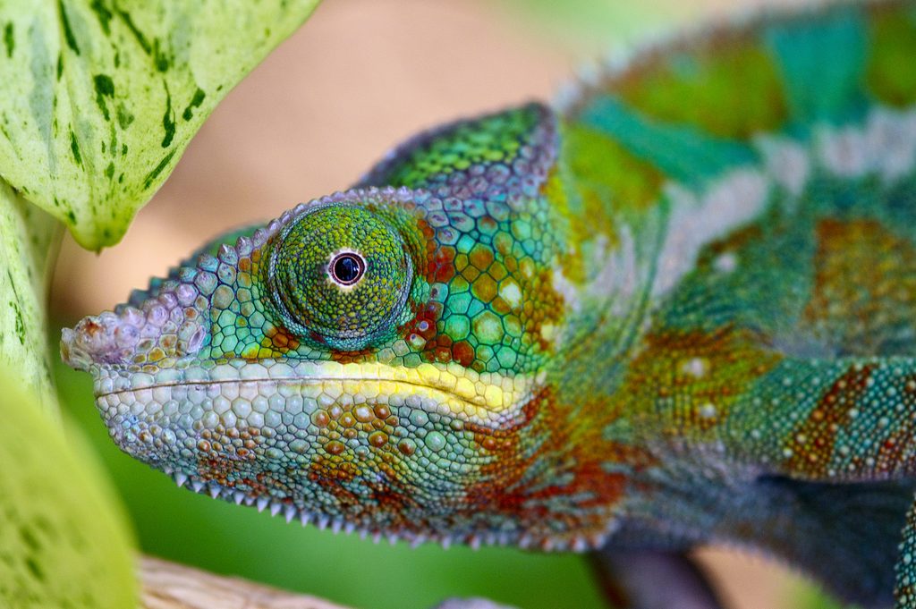 Panther Chameleon reference