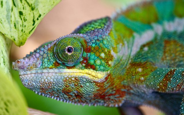 Panther Chameleon reference