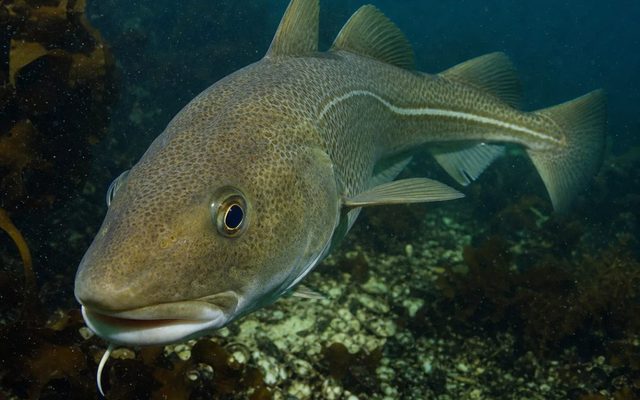 Atlantic Cod reference