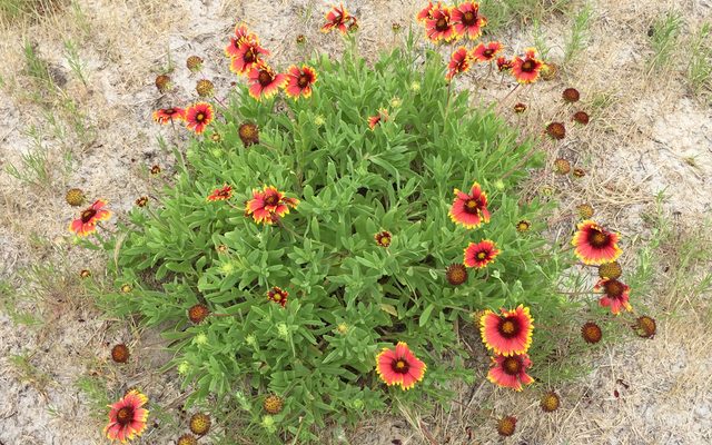 Indian Blanket reference