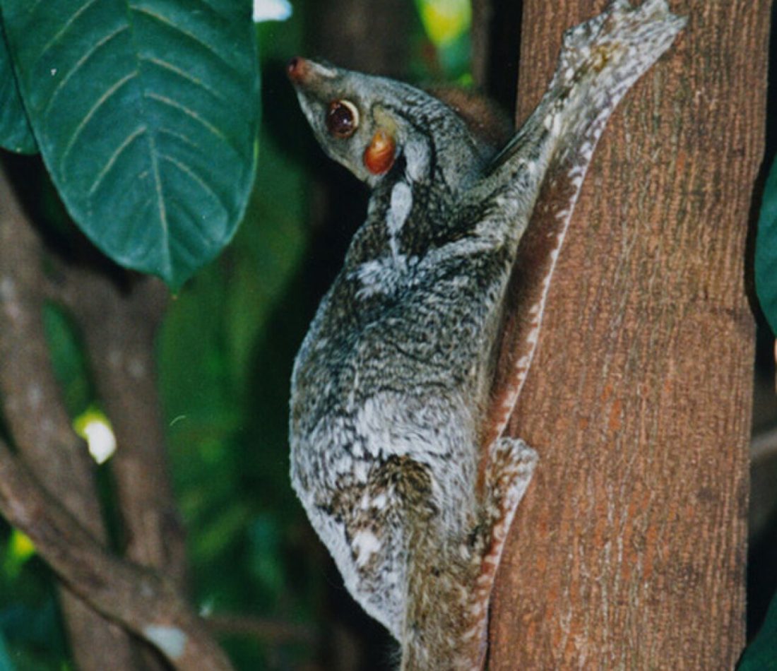 Sunda Flying Lemur reference