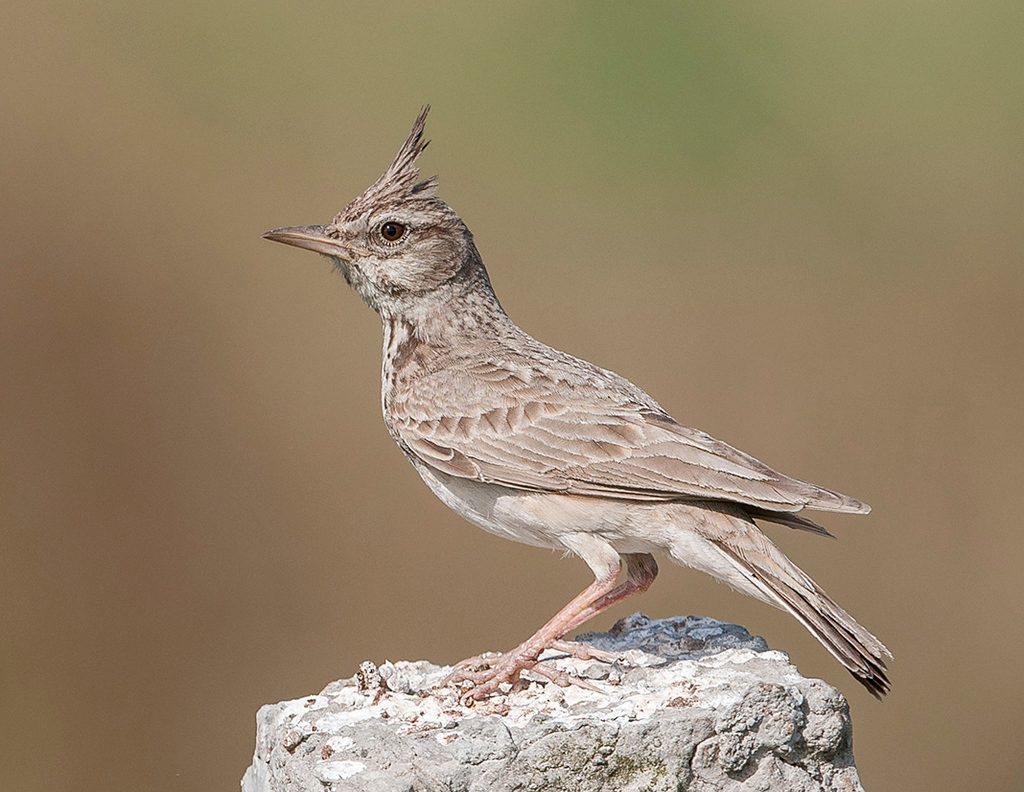 Crested Lark reference