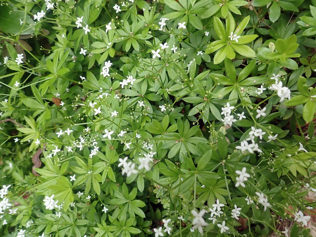 Sweet Woodruff reference