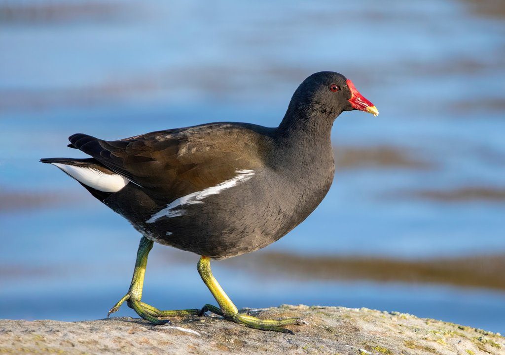 Common Moorhen reference