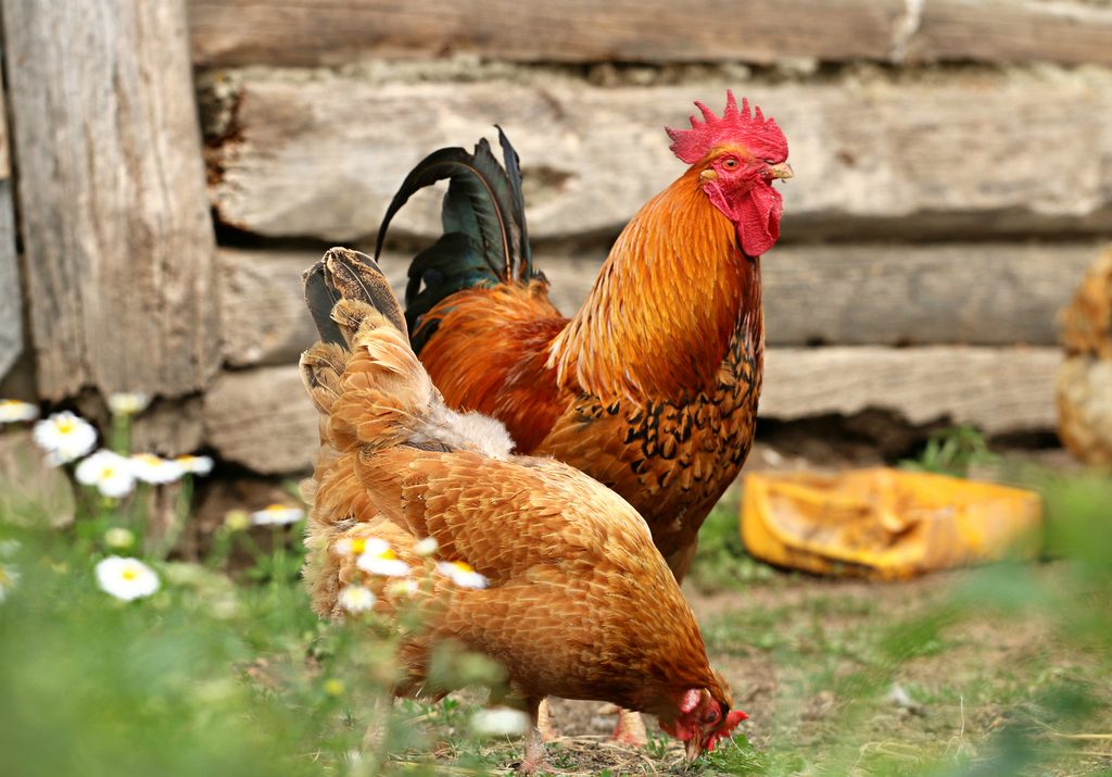 Rhode Island Red reference