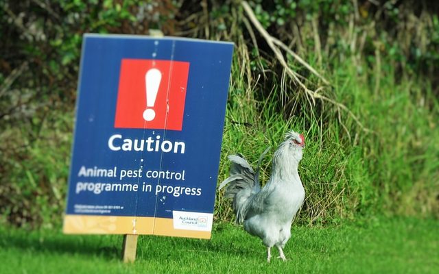 Red Junglefowl reference