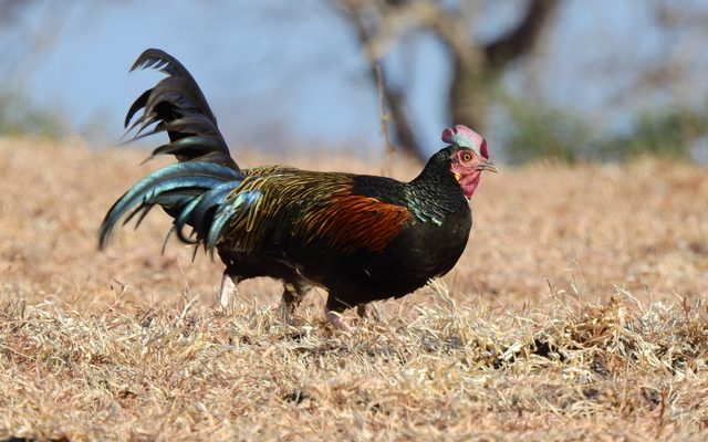 Green Junglefowl reference