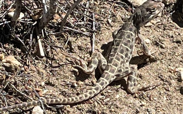 Long-Nosed Leopard Lizard reference