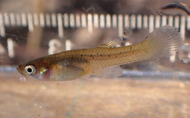 Western Mosquitofish reference