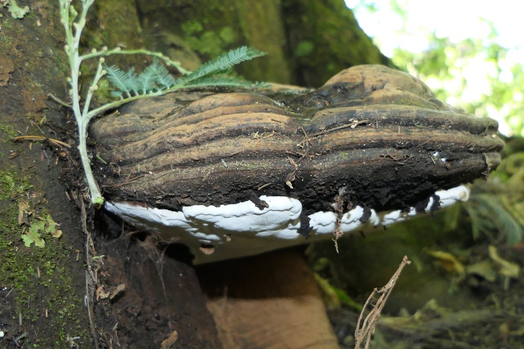 Tropical Polypore reference
