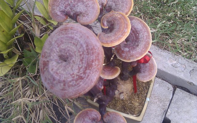 Lingzhi Mushroom reference