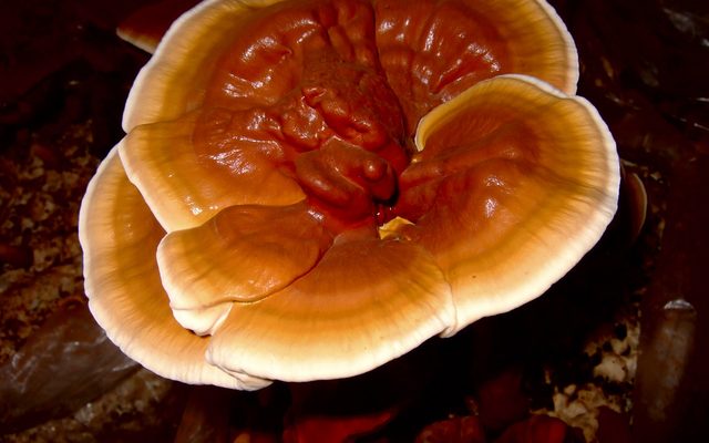 Reishi reference