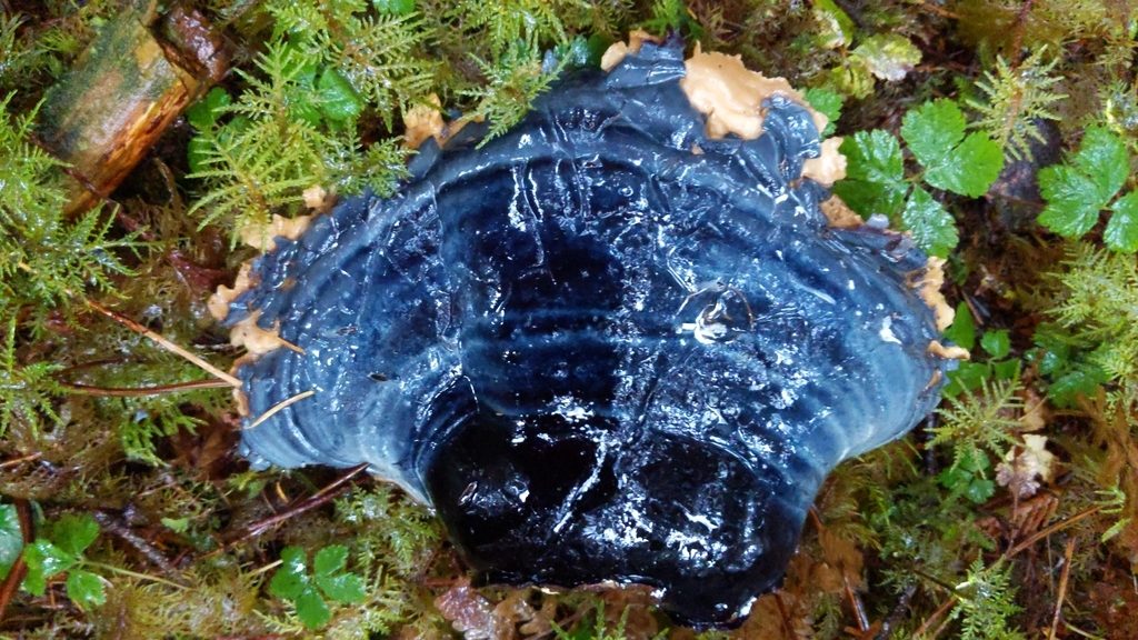 West Coast Reishi reference