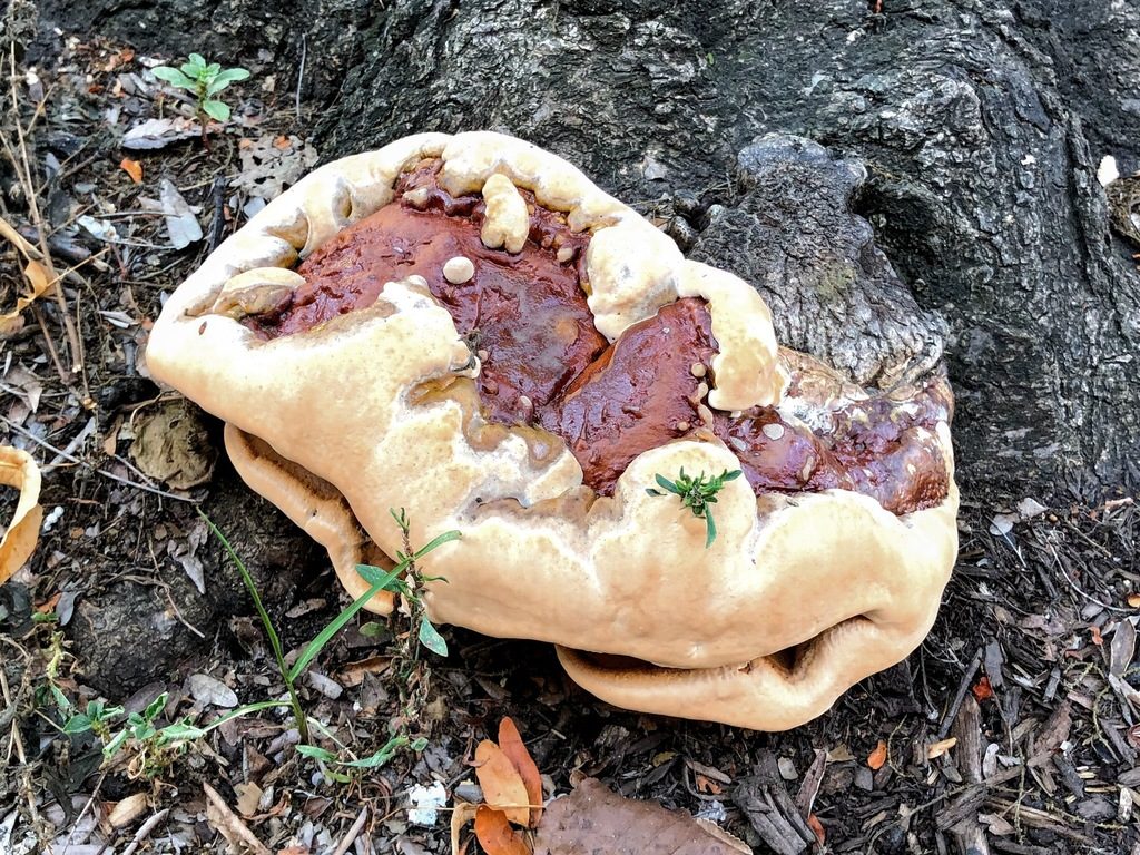 Ganoderma resinaceum reference