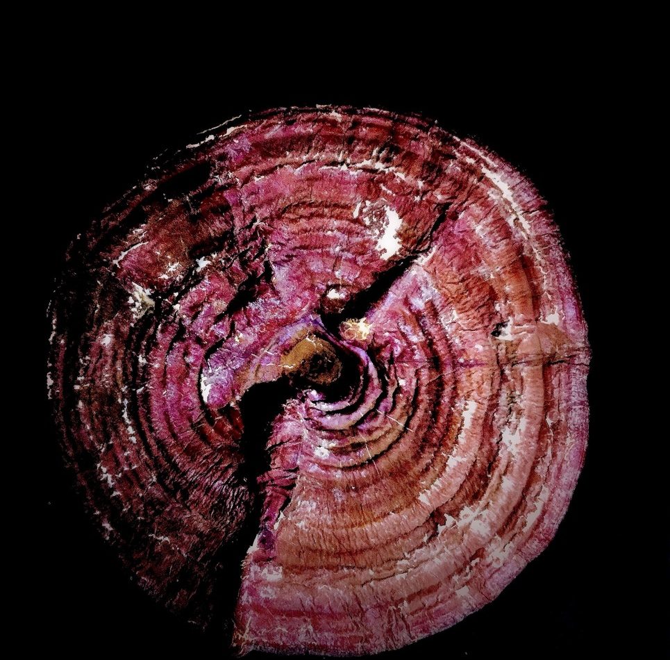 Reishi Mushroom reference